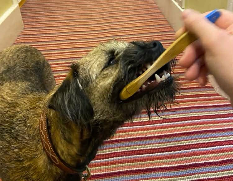 Dog Teeth Cleaning Picture