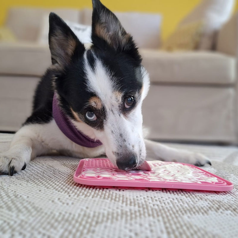 Activities to do inside with your pets whilst it’s too hot outside!!