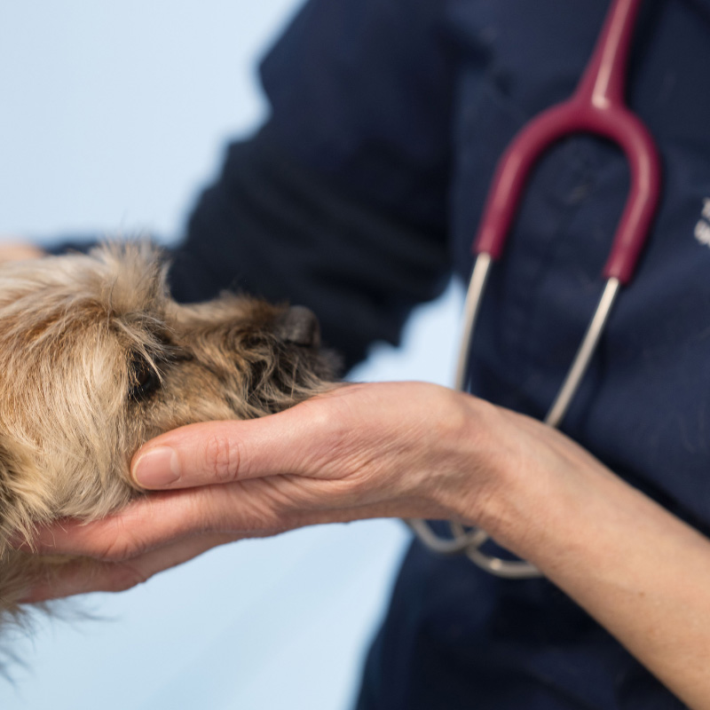 Canine Cognitive Dysfunction