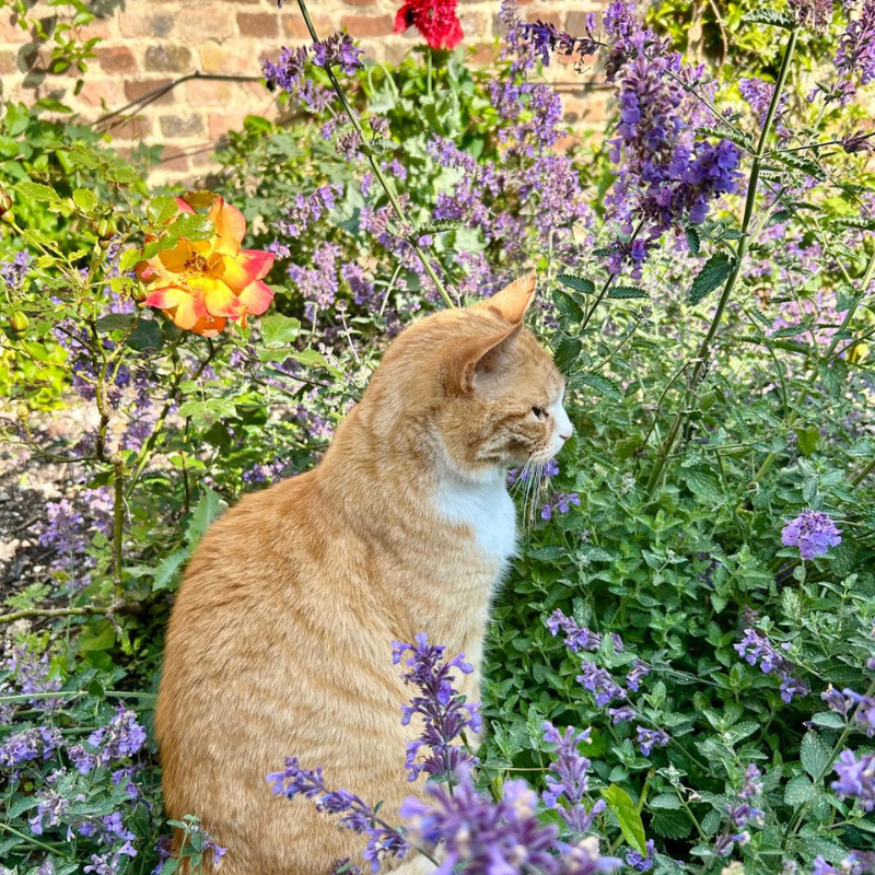 A Miracle From The Ashes Of Lockdown 2020 (or Cracker’s Adventures)