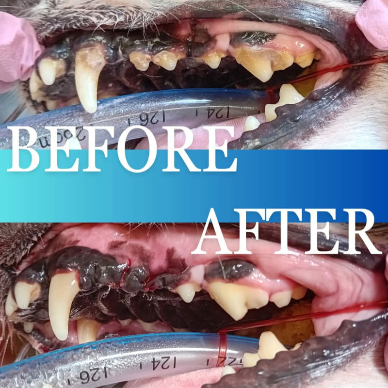 Looking After Your Pet’s Teeth At Home