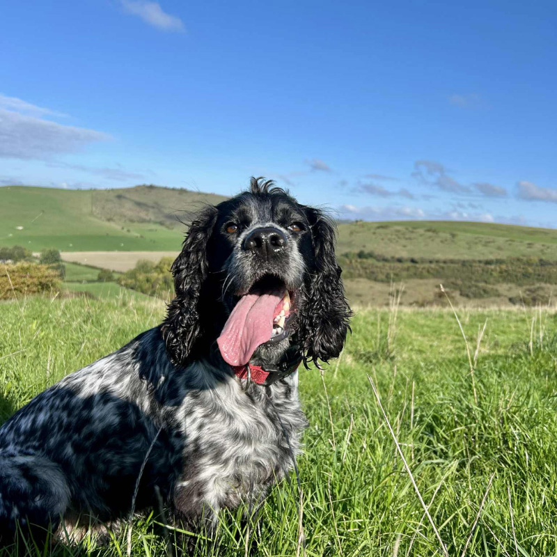 Our Dog Friendly Clinic