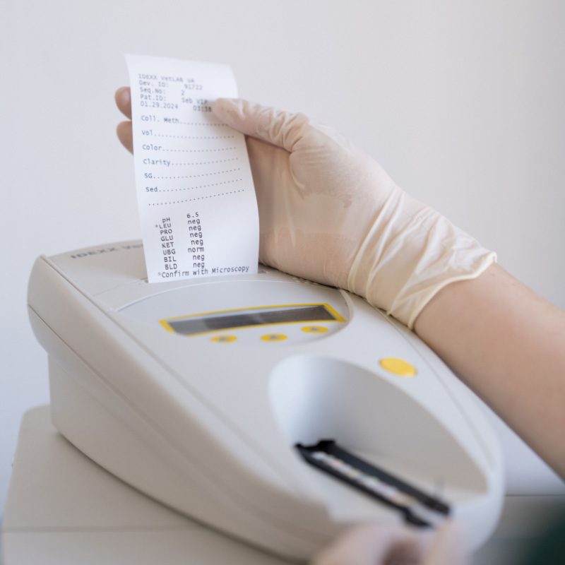 Feline Urinary Disease