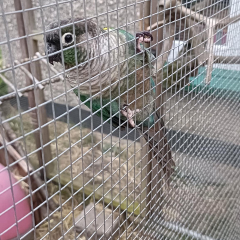 Holiday Arrangements For Pets