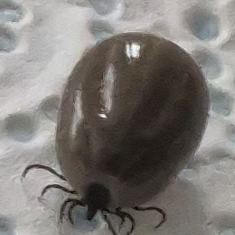The Terror Of Ticks