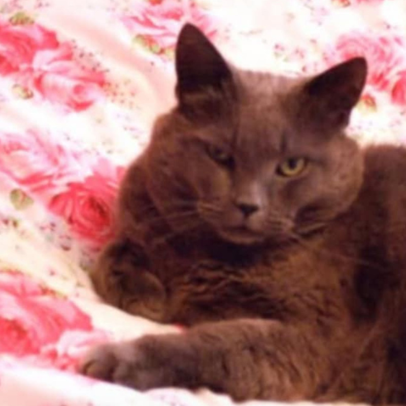 Tom (The Cat With Nine Lives)