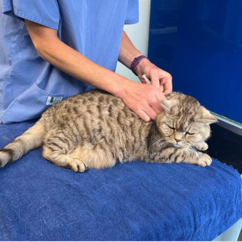 Vaccinations – What Are They For?