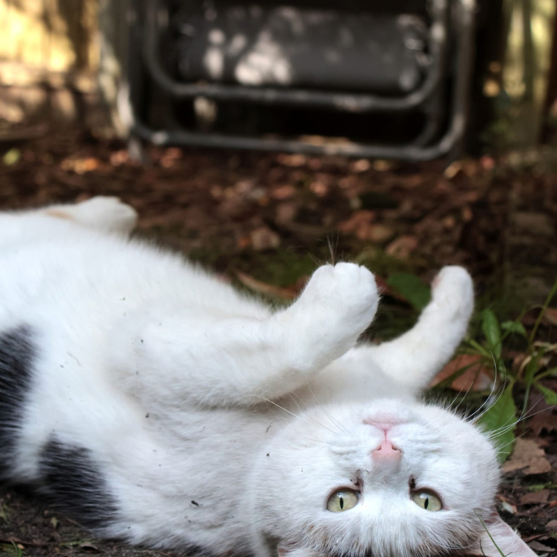 More waiting room tales (tails)