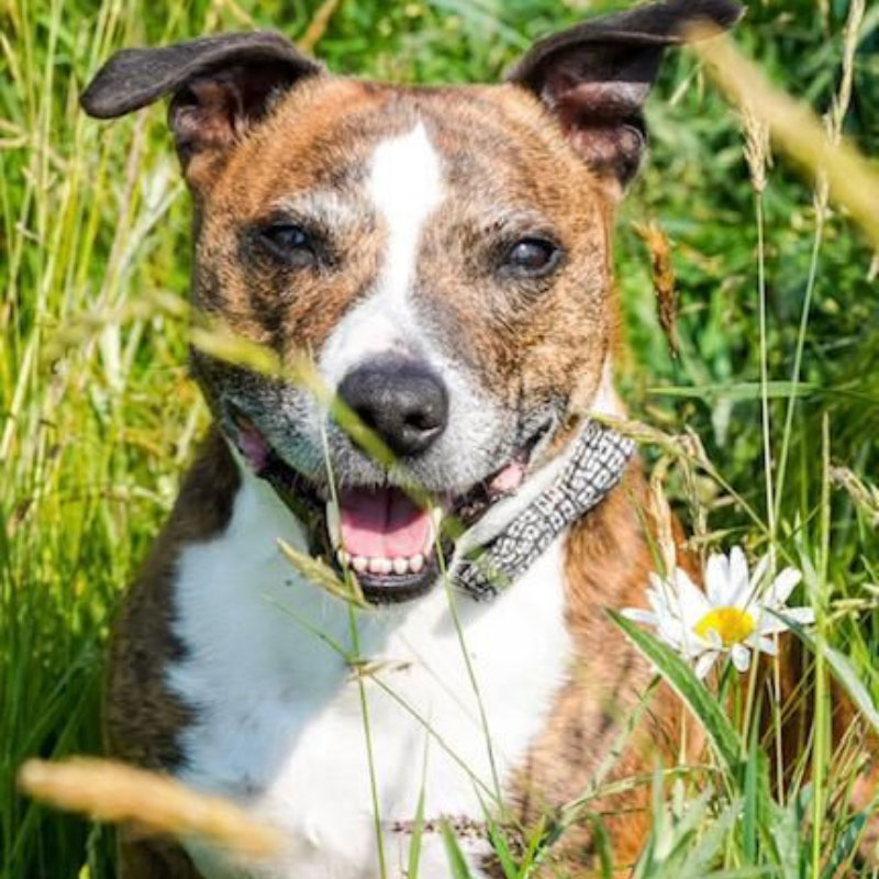 Wellness checks – a full MOT for your pet!