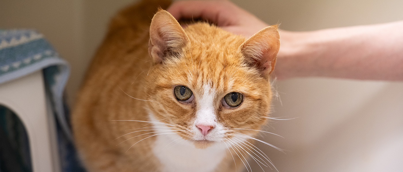 Cat Friendly Clinic