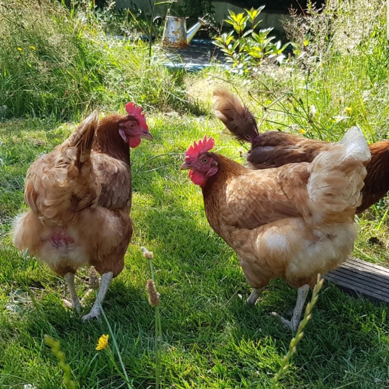 How To Protect Your Hens From Bird Flu